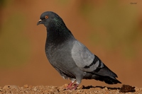   Columbidae